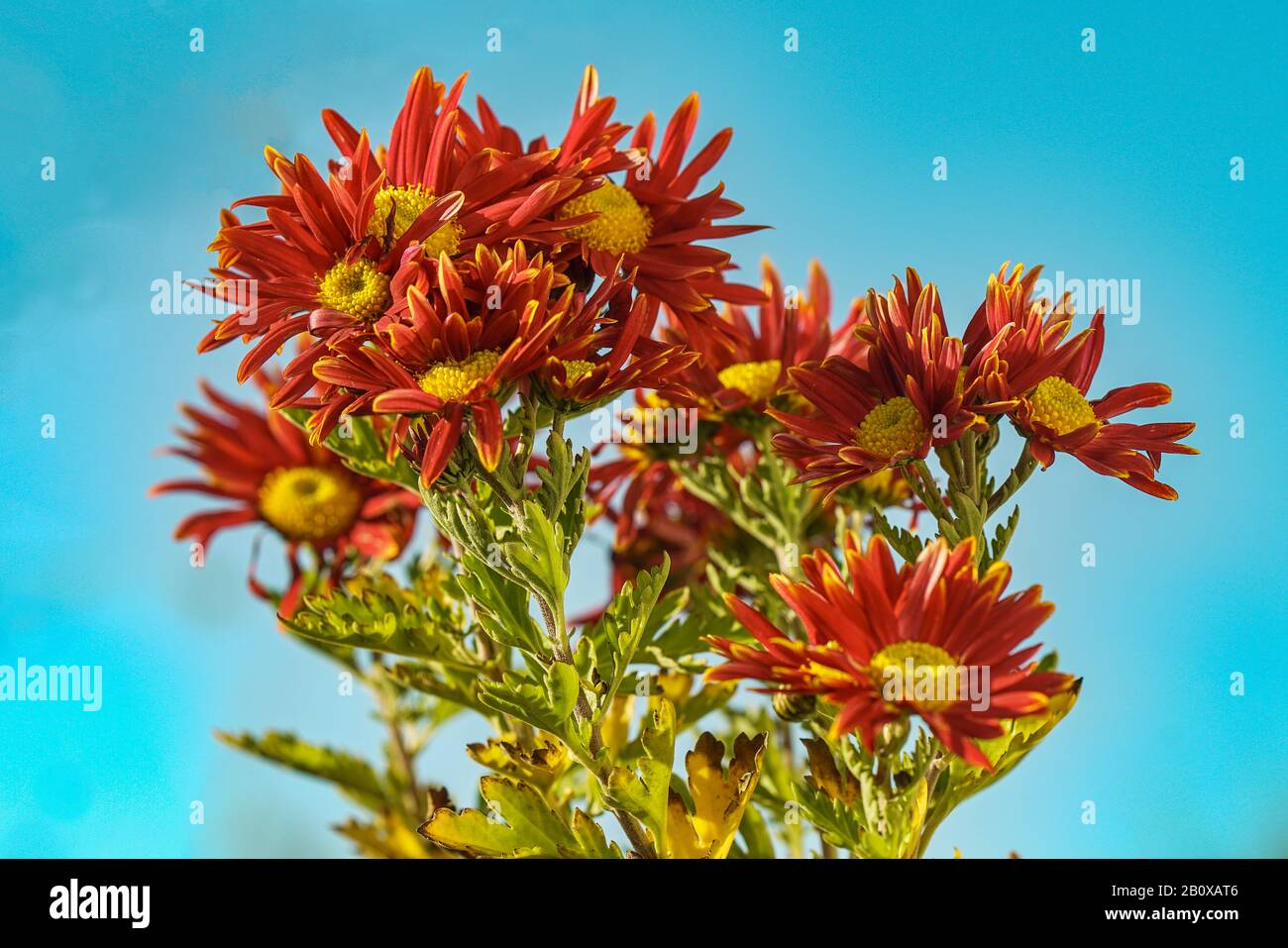 Rote Chrysanthemen mit blauen Himmel Foto Stock