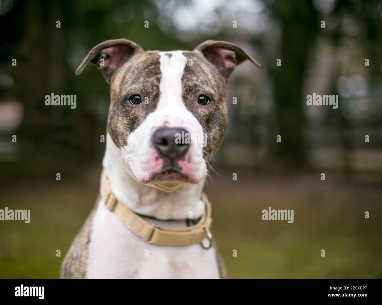 Un cane misto di razza Bit Bull Terrier bianco e di colore rosso all'aperto Foto Stock