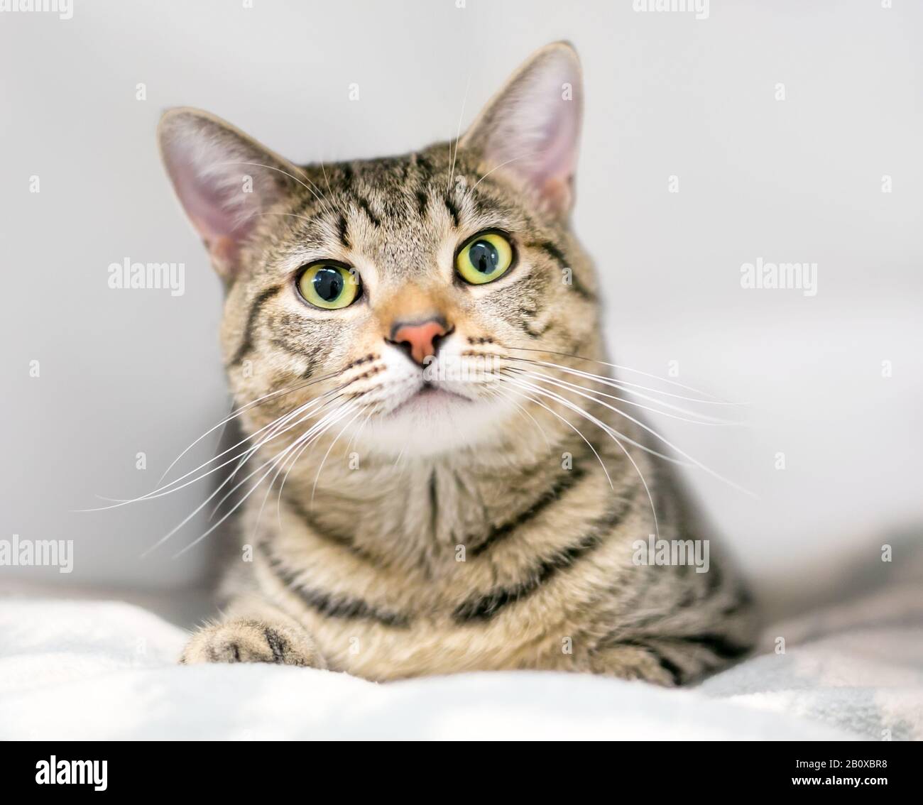 Un gatto marroni di shorthair domestico che riposa su una coperta Foto Stock