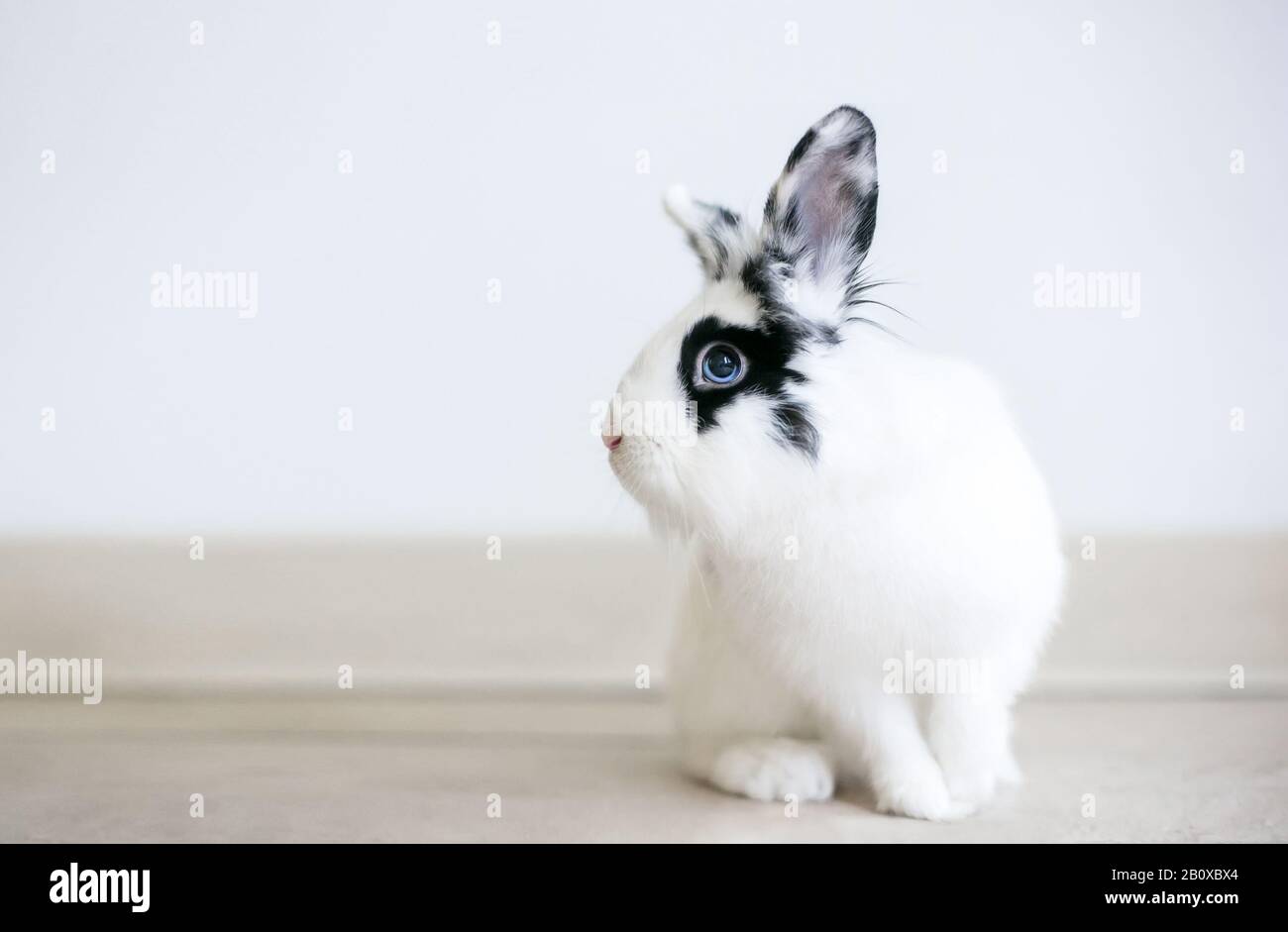 Un coniglio di razza mista Lionhead bianco e nero con occhi blu Foto Stock