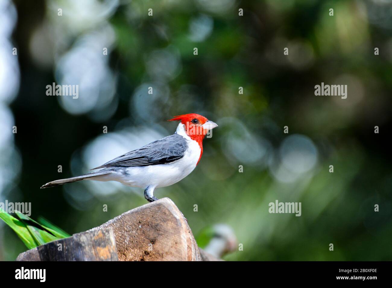 Uccello cardinale a sinistra con spazio vuoto a destra preso in Pantanal brasiliano Foto Stock