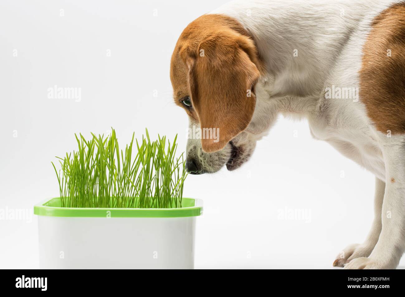 Primo piano di beagle sniffs germogli di segale. Isolato su sfondo bianco. Foto Stock