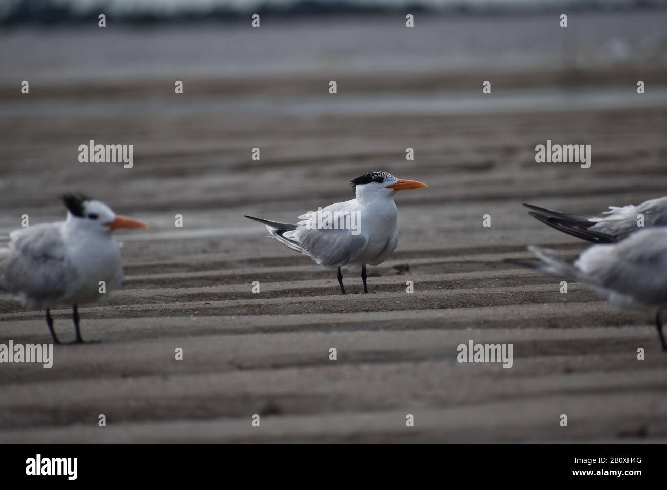 Royal Terns sulla spiaggia in una giornata ventosa a Tybee Island Georgia USA Foto Stock