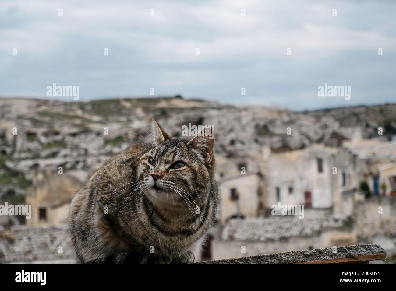 Grigio a righe gatto selvatico dettaglio viso ritratto sulla città di matera sfocatura sfondo, animali domestici Foto Stock