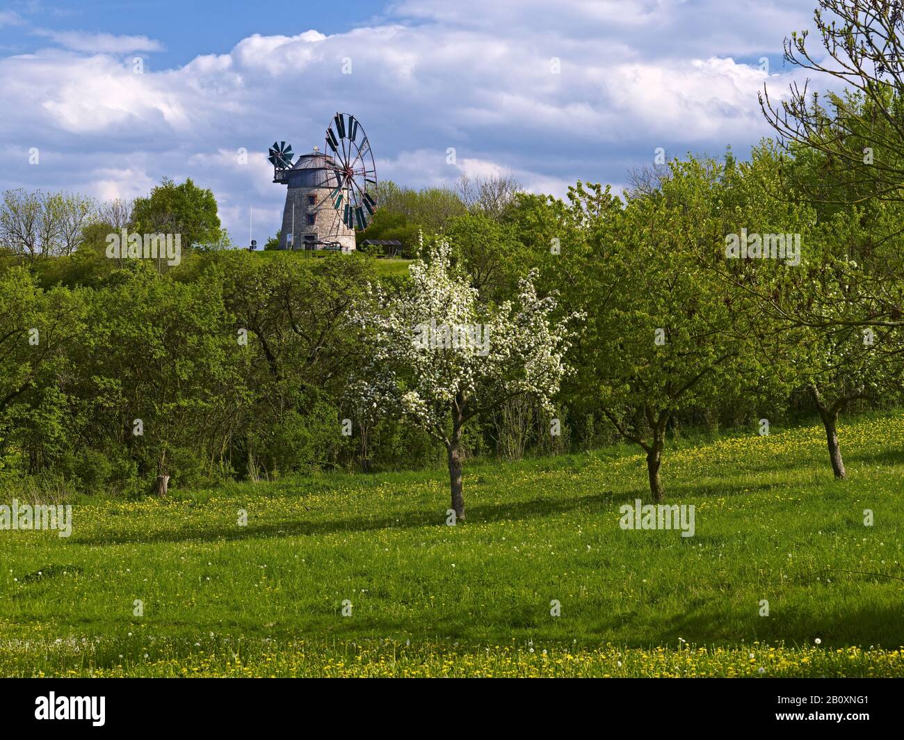 Mulino a vento olandese a Eckartsberga, Burgenlandkreis, Sassonia-Anhalt, Foto Stock