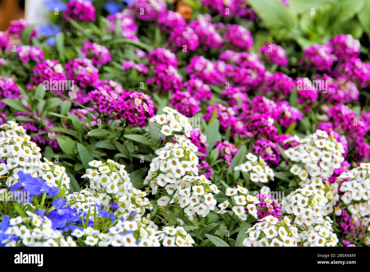 Una pentola di Verbena fiorisce in viola e bianco da una vista ravvicinata. Foto Stock