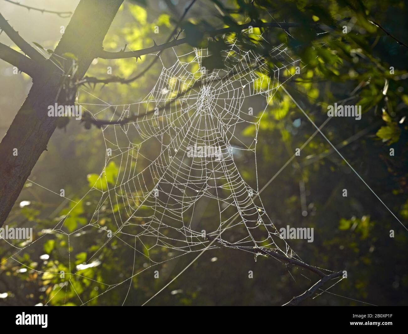 Ragnatela con gocce di rugiada in autunno, Foto Stock