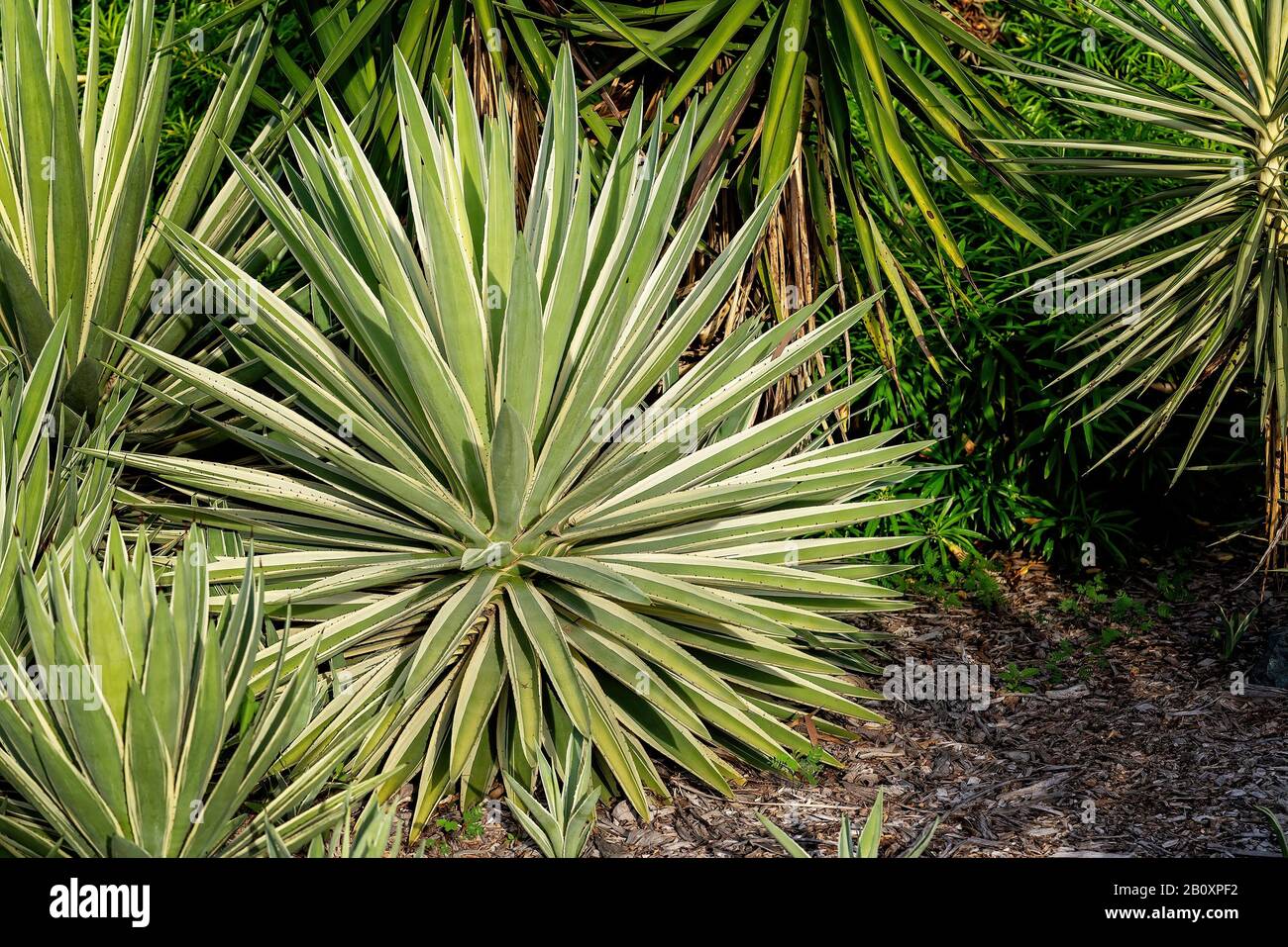 Foglie spiky agave crescere in un giardino nel tardo pomeriggio sole Foto Stock