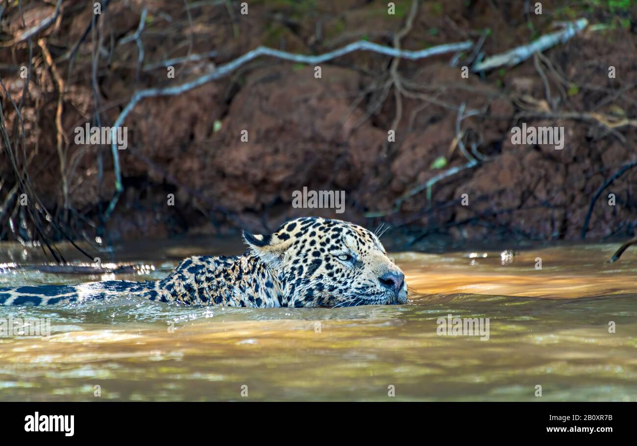 Jaguar Nuoto 2 Foto Stock