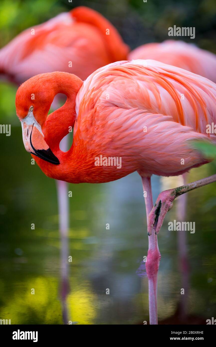 American Flamingo (Phoenicopterus Ruper) in stagno a Everglades Wonder giardino, Bonita Springs, in Florida, Stati Uniti d'America Foto Stock