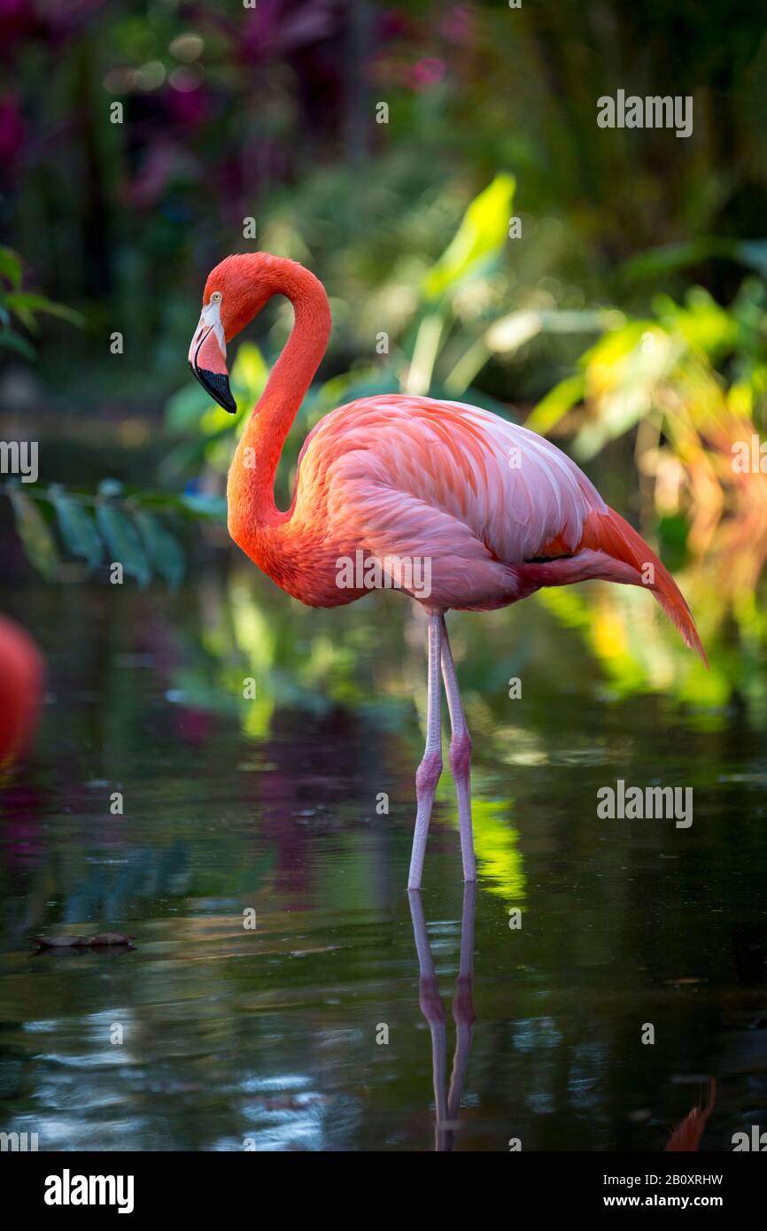 Partecipanti al fenicottero rosa costumi in Lago del Galles Mardi Gras  Parade Central Florida negli Stati Uniti Foto stock - Alamy