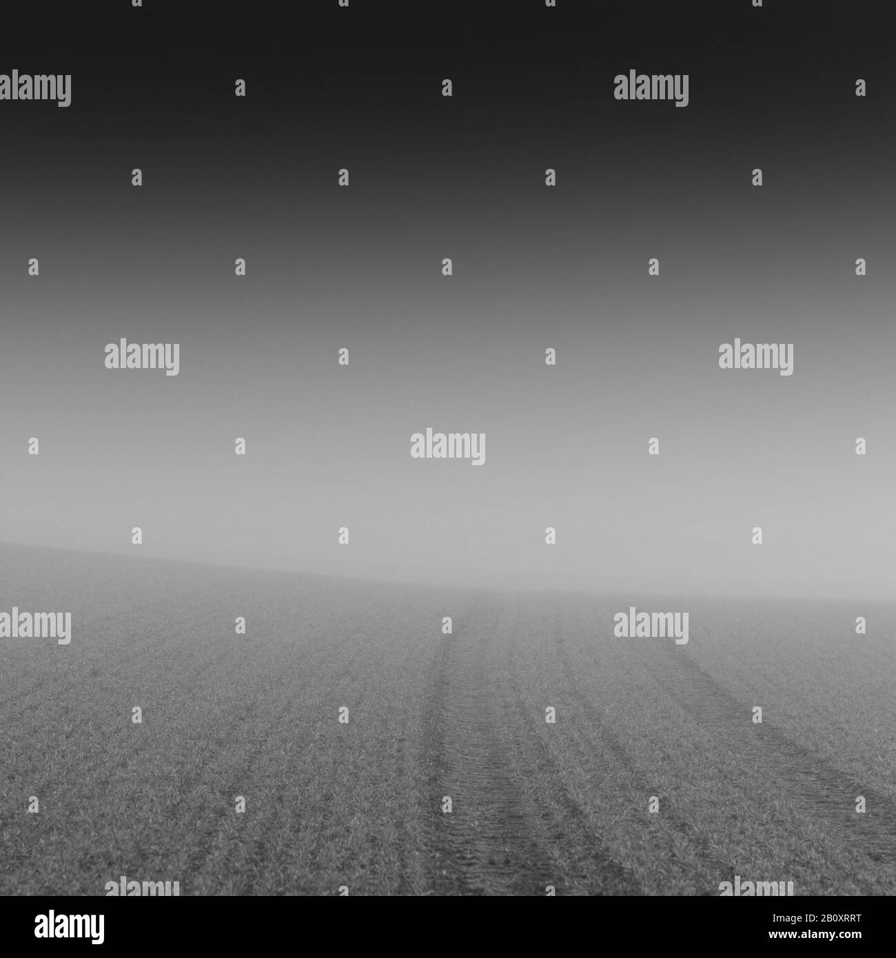 Campo in nebbia, Foto Stock