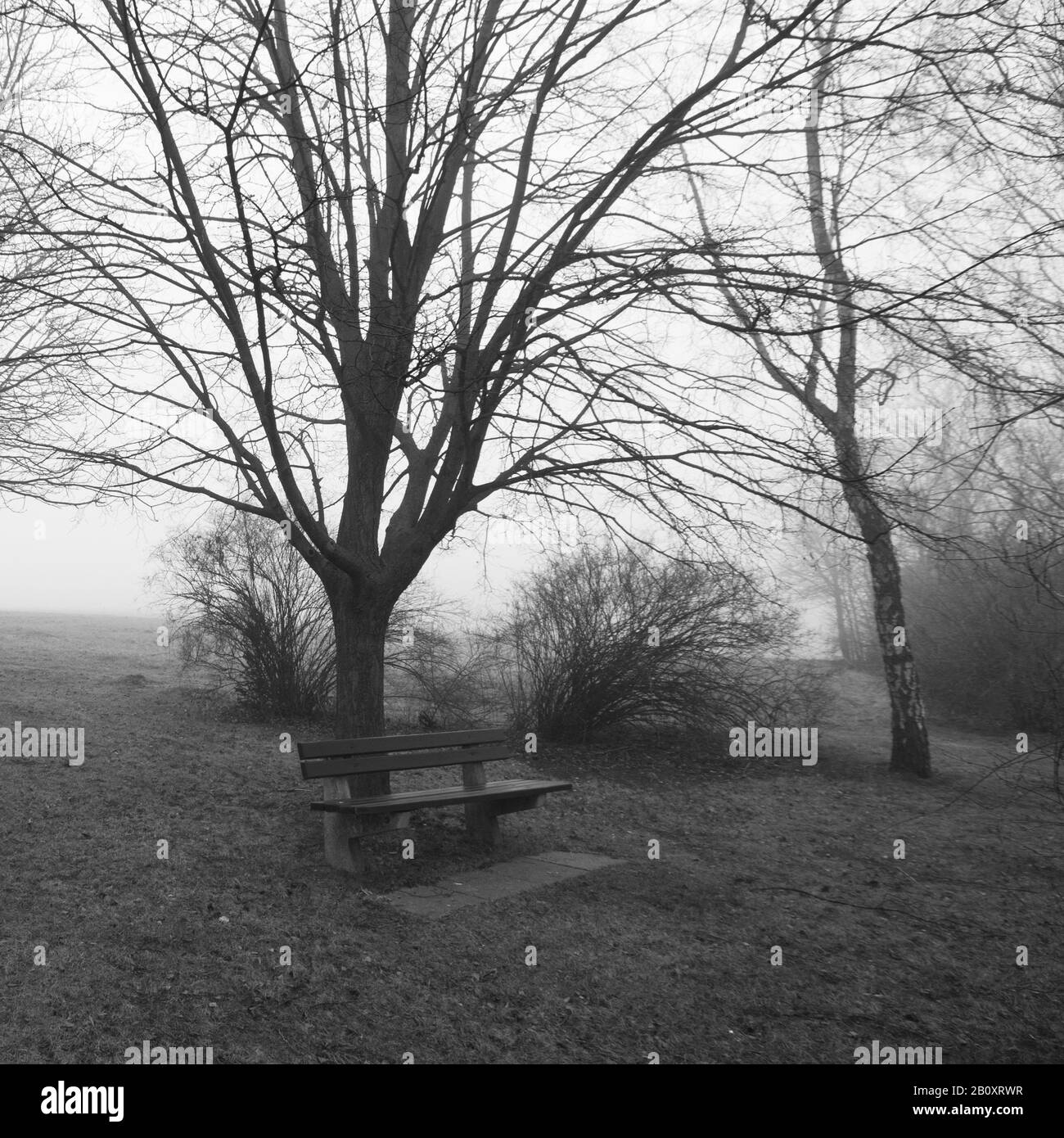 Panca sotto albero in un giorno foggy, Foto Stock