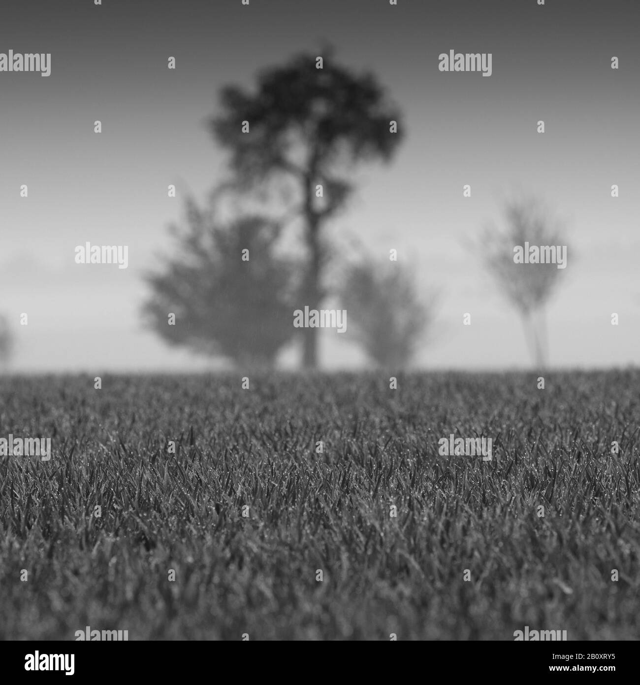 Alberi, campo, sfocatura sfondo, Foto Stock