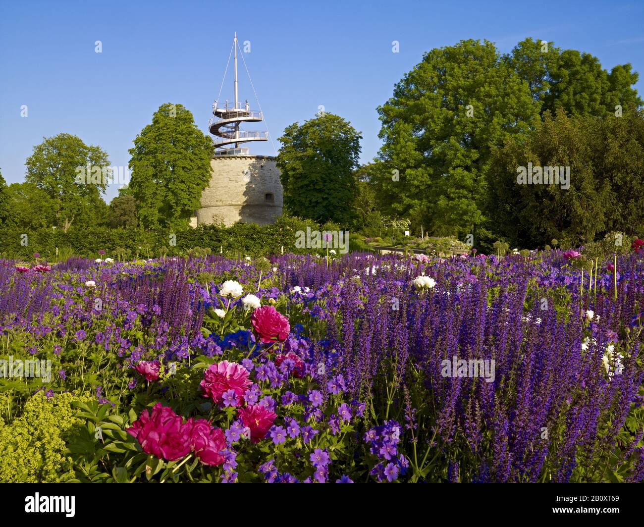EGA-Park, letto peony (peonie) con torre di osservazione a Erfurt, Turingia, Germania, Foto Stock