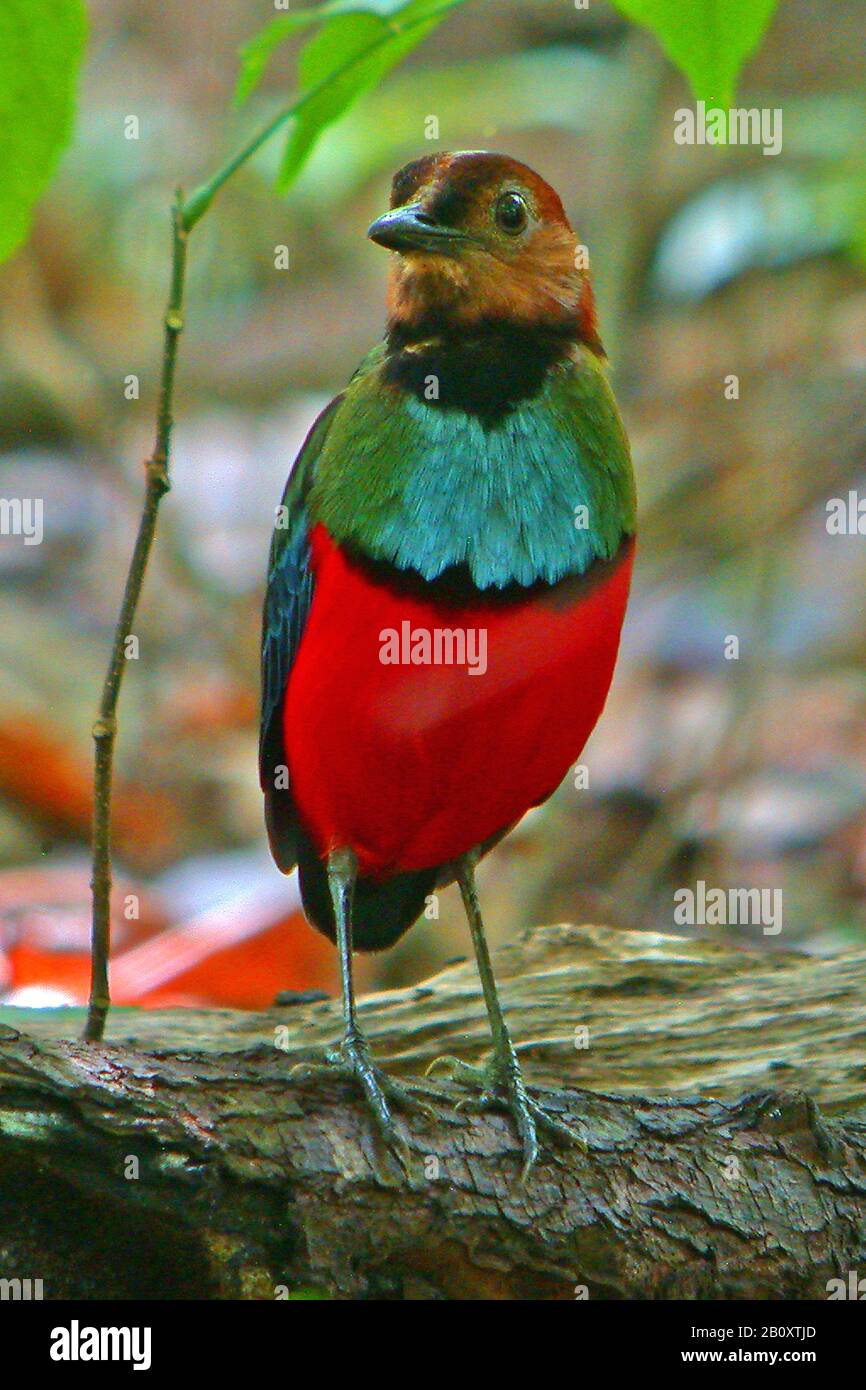 Sulawesi Pitta (Erythropitta Celebensis), perching su un albero morto gambo, Indonesia, Sulawesi Foto Stock