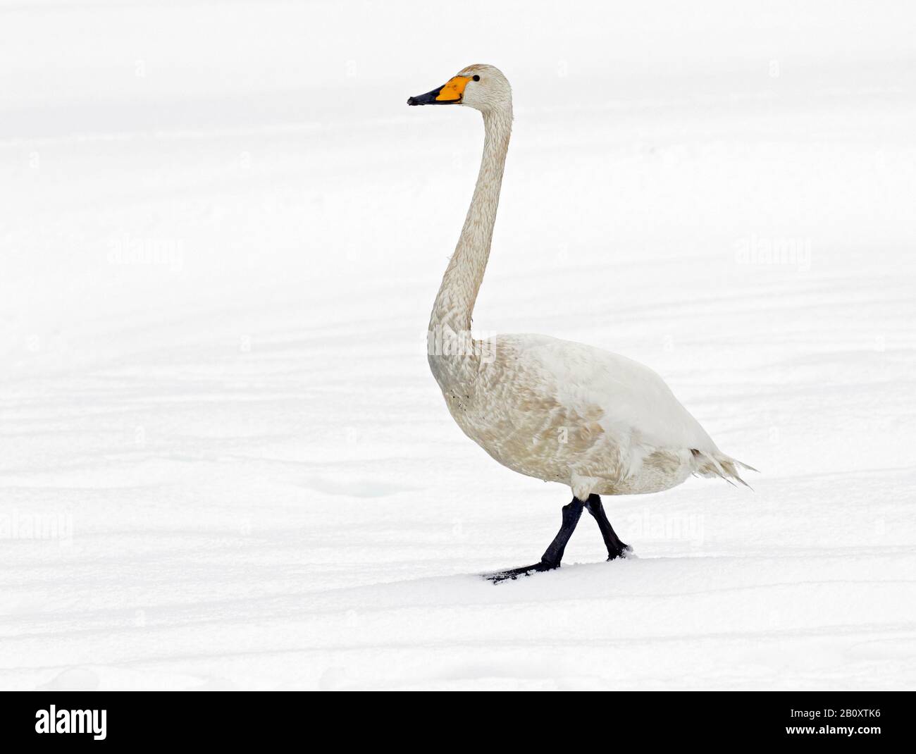 Whooper Swan (Cygnus cygnus), giovane whooper nuotano nella neve, Giappone, Hokkaido, Kushiro Foto Stock