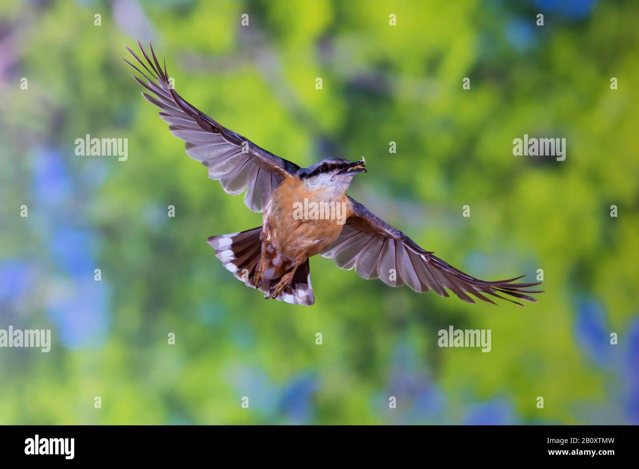 Eurasian nuthatch (Sitta europaea), in volo con alimentazione nel conto, vista frontale, Germania Foto Stock