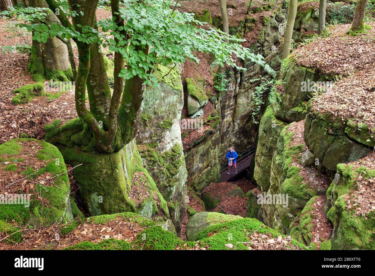 Escursioni nella Gola del Diavolo nel Parco Naturale dell'Eifel Sud, Germania, Renania-Palatinato, Eifel, Irrel Foto Stock