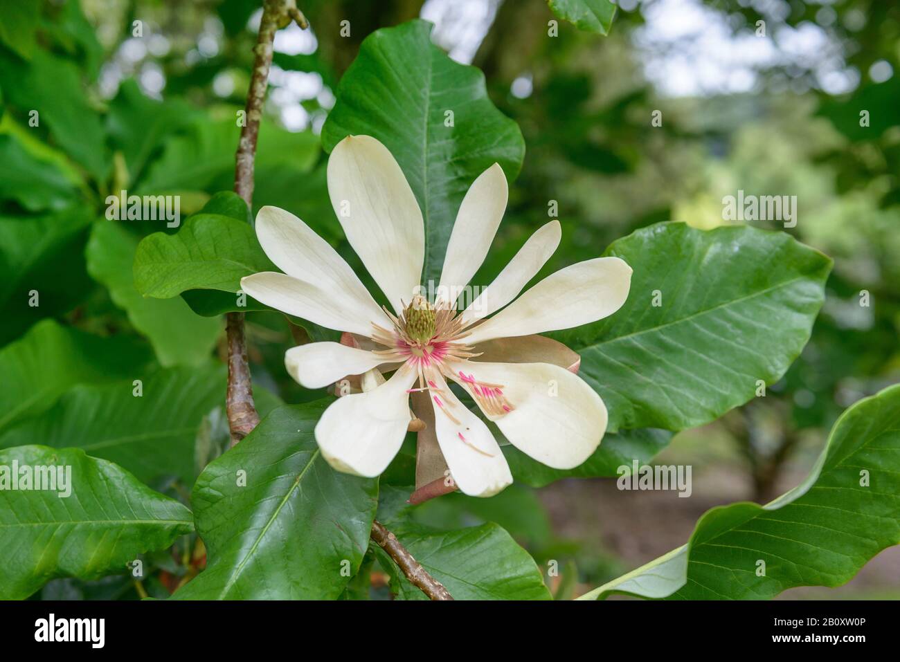 Ombrello Magnolia, Umbrella Tree, Magnolia Parasol (Magnolia Tripetala), Blooming, Regno Unito, Inghilterra Foto Stock