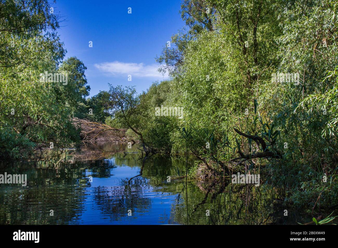 Foresta alluvionale nel Delta del Danubio, Romania, Delta del Danubio Foto Stock