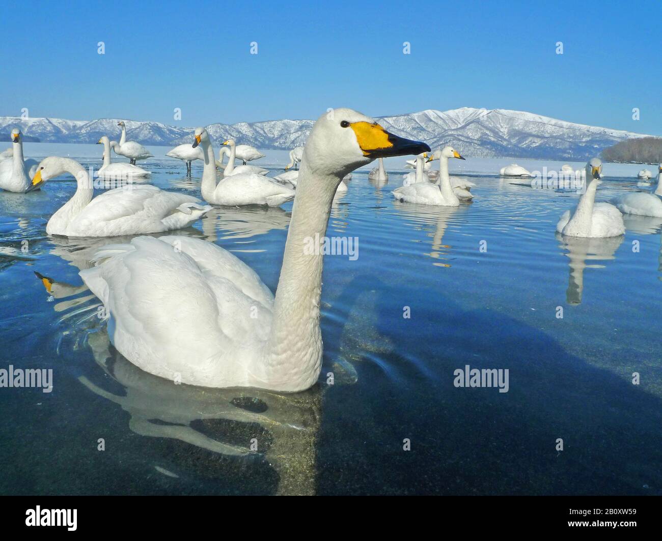 Whooper Swan (Cygnus cygnus), truppa sul gelo sopra il lago, Giappone, Hokkaido Foto Stock