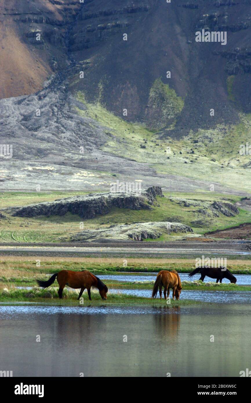 Cavallo Islandico, cavallo islandese, pony islandese (Equus przewalskii F. caballus), cavalli islandesi vicino all'acqua, Islanda Foto Stock