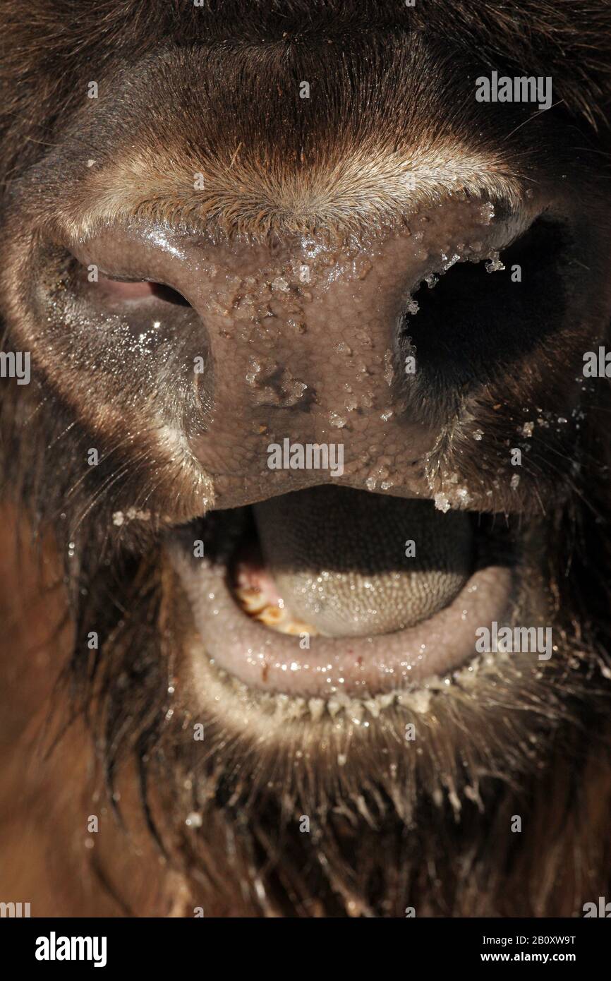 Bisonte europeo, bisonte (bisonte bonasus), bocca aperta, Polonia, Parco Nazionale di Bialowieza Foto Stock