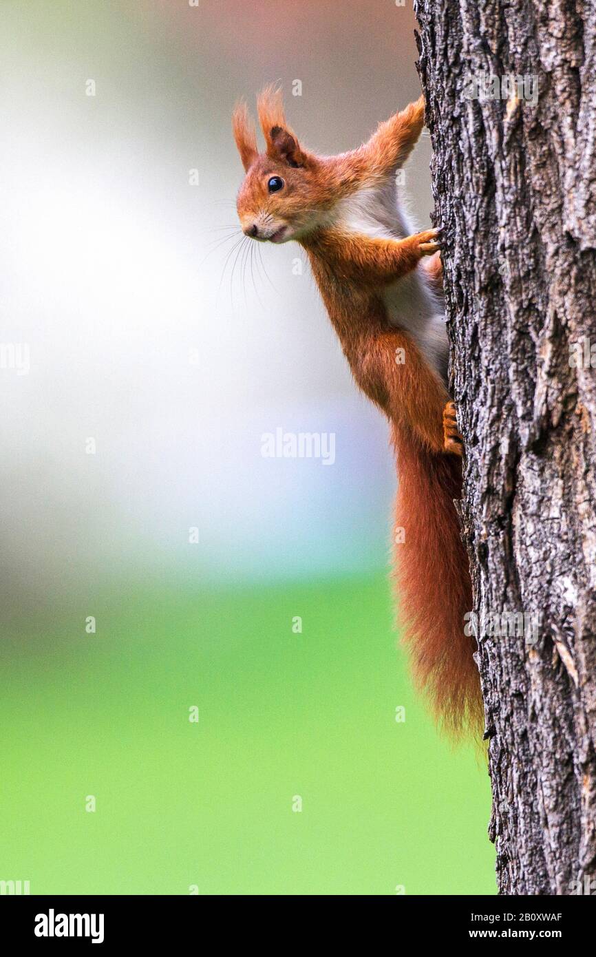 Scoiattolo rosso europeo, scoiattolo rosso eurasiatico (Sciurus vulgaris), arrampicandosi su un tronco di albero, vista laterale, Germania, Baden-Wuerttemberg Foto Stock