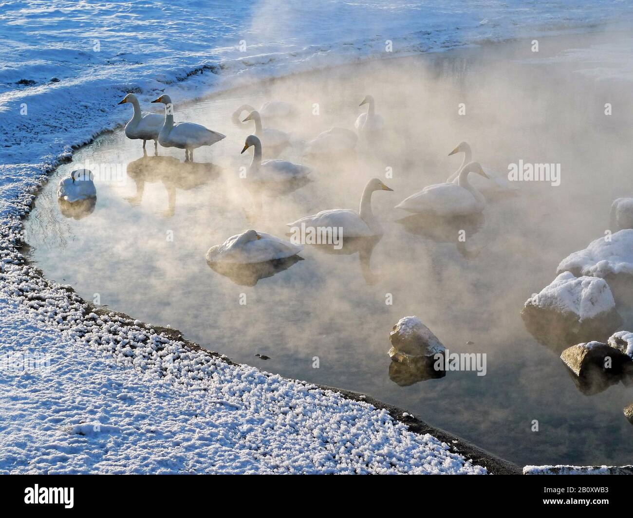 Whooper cigno (Cygnus cygnus), truppa su un lago in inverno, Giappone, Hokkaido Foto Stock