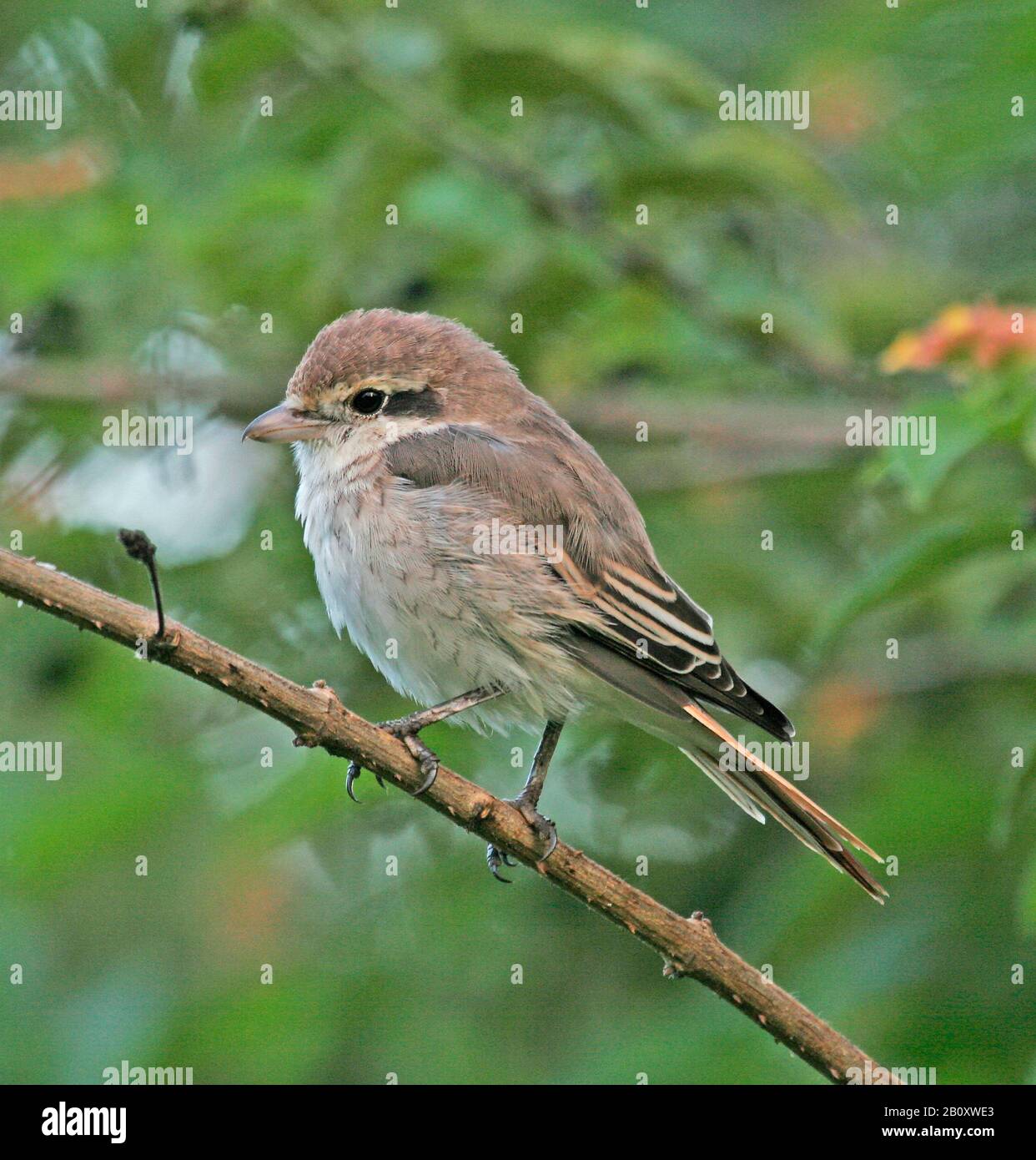 Turkestan Shrike (Lanius isabellinus phoenicuroides, Lanius phoenicuroides), siede su un ramo, la Tanzania Foto Stock