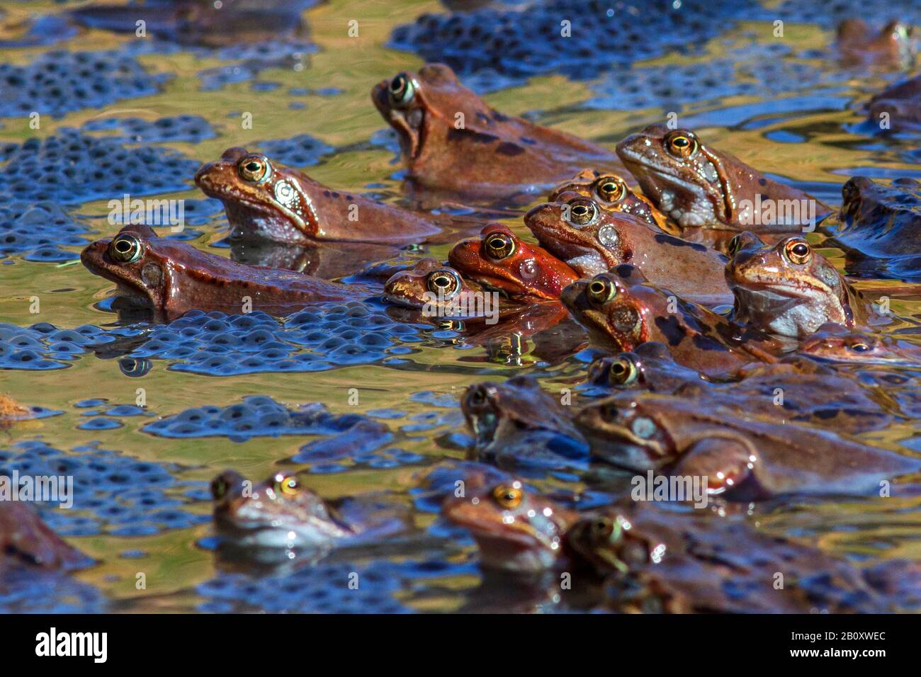 Rana comune, rana di erba (Rana temporaria), rana coppie in frogspawn, Germania, Baden-Wuerttemberg Foto Stock