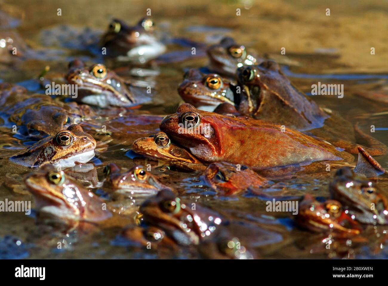 Rana comune, rana di erba (Rana temporaria), rana coppie in frogspawn, Germania, Baden-Wuerttemberg Foto Stock
