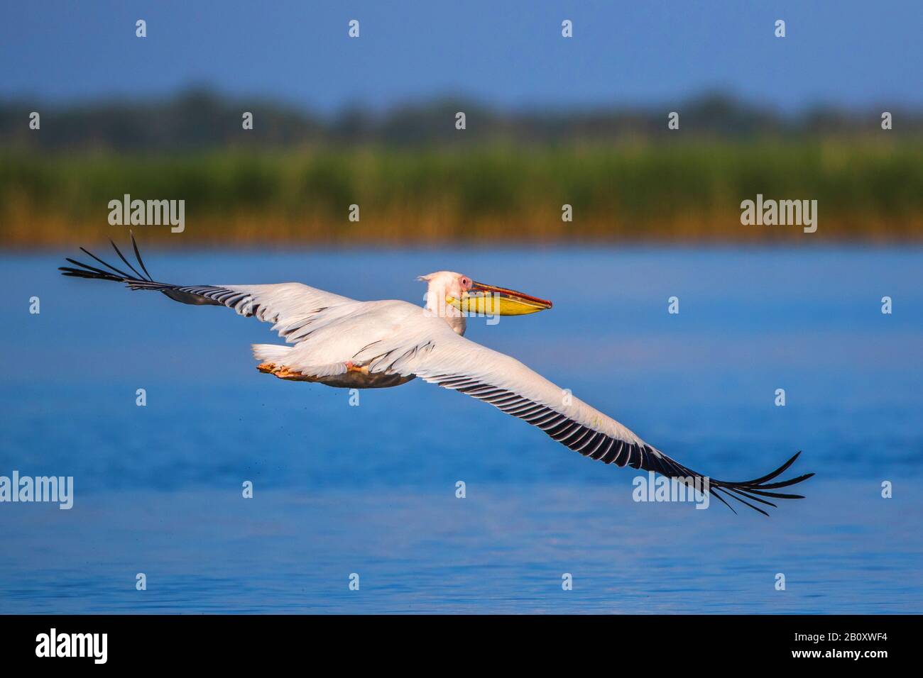 Pelicano bianco orientale (Pelecanus onocromalus), in volo sull'acqua, Romania, Delta del Danubio Foto Stock