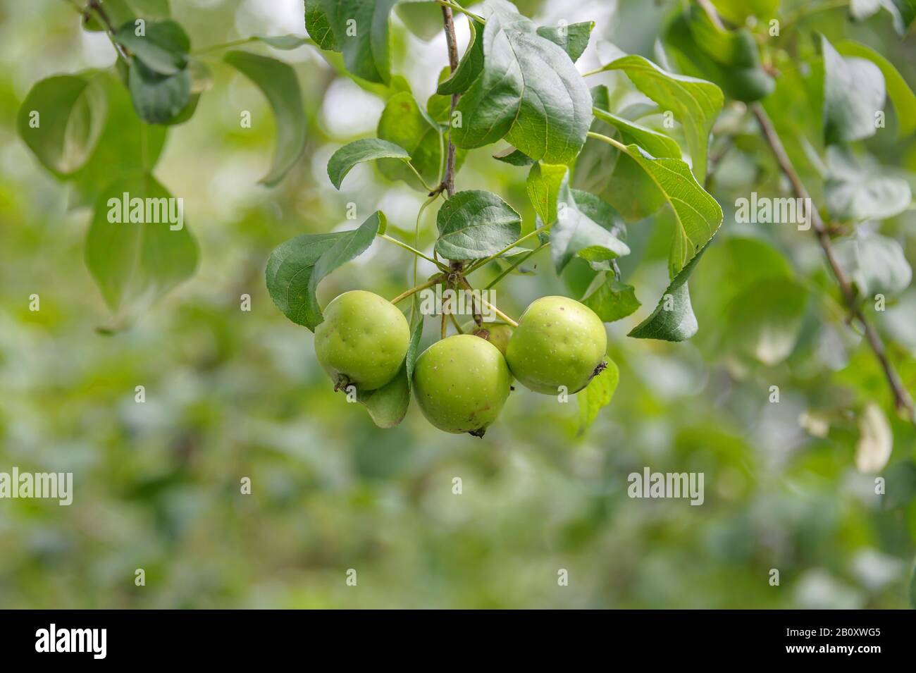 Mela di granchio, granchio selvatico (Malus), mele selvatiche su un albero, Germania, Sassonia Foto Stock