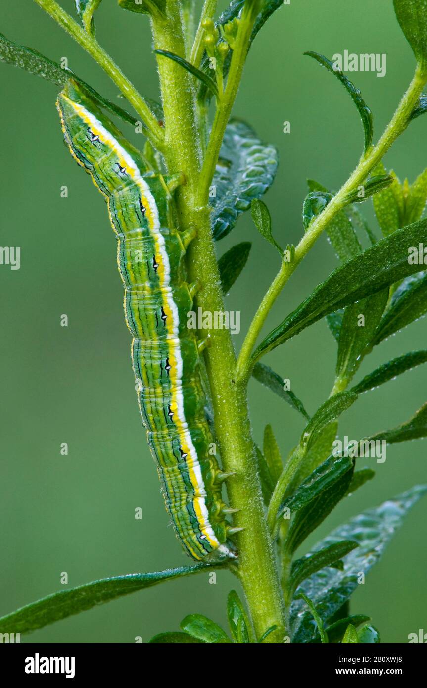 Asteroide Moth Larva (Cucullia asteroides) alimentazione su Verga Di Oro (Solidago) foglie, Nord America orientale, di Skip Moody/Dembinsky Photo Assoc Foto Stock