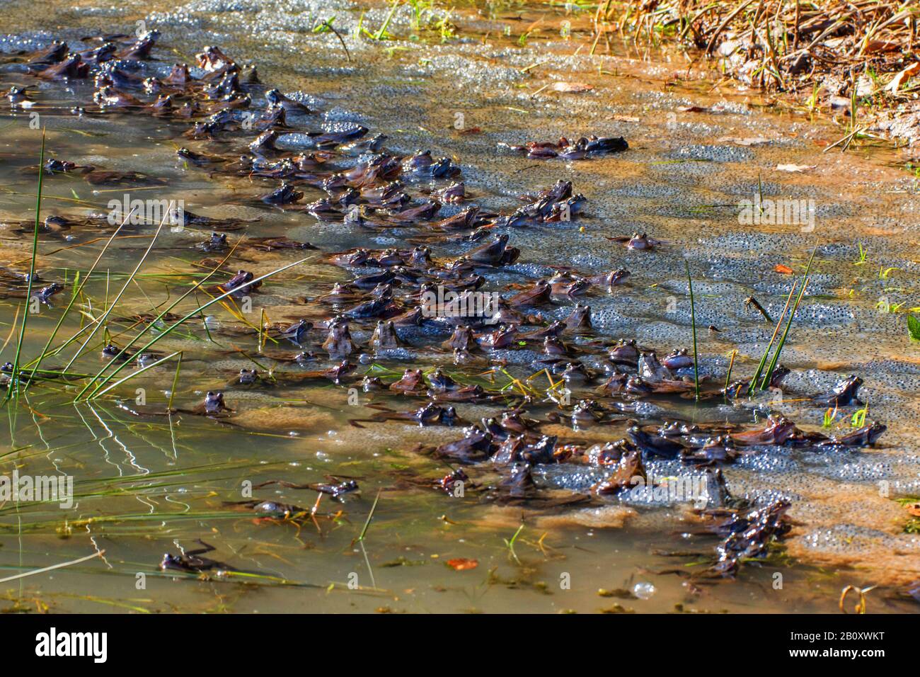 Rana comune, rana di erba (Rana temporaria), rana coppie al terreno di riproduzione, Germania, Baden-Wuerttemberg Foto Stock