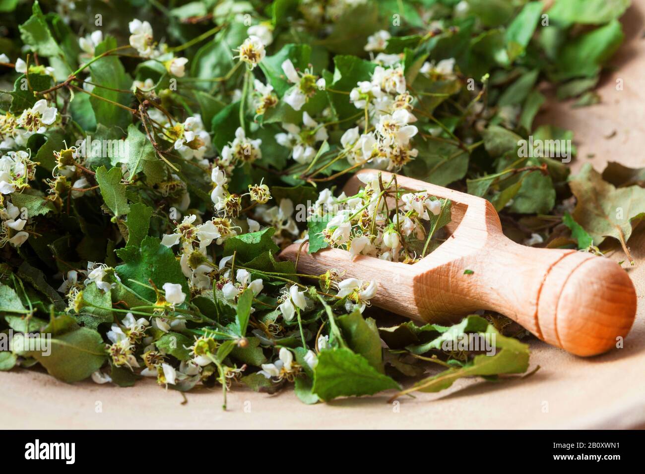 Biancospino inglese, biancospino midland (Crataegus laevigata), fiori secchi in una ciotola, Germania Foto Stock