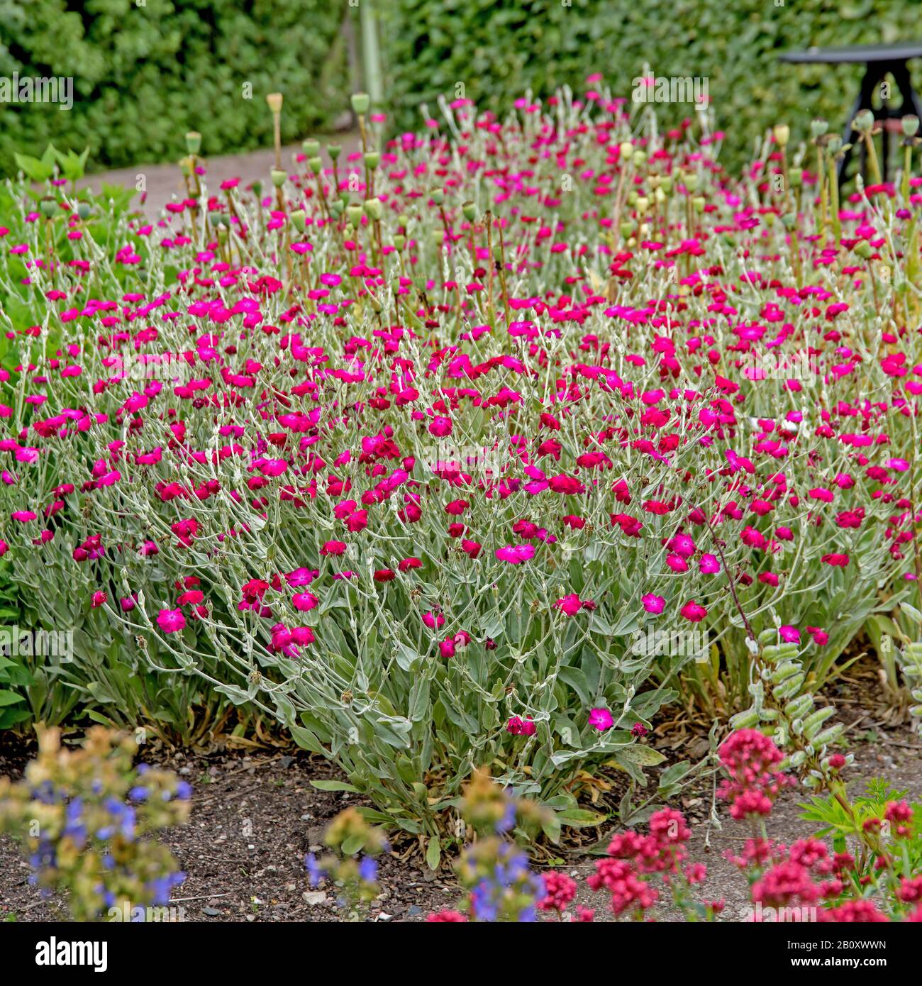 Rosa Campion, Rosa Corona, rosa Mullein, mugnaio Polveroso (Lychnis coronaria, Silene coronaria), fioritura, Svezia Foto Stock