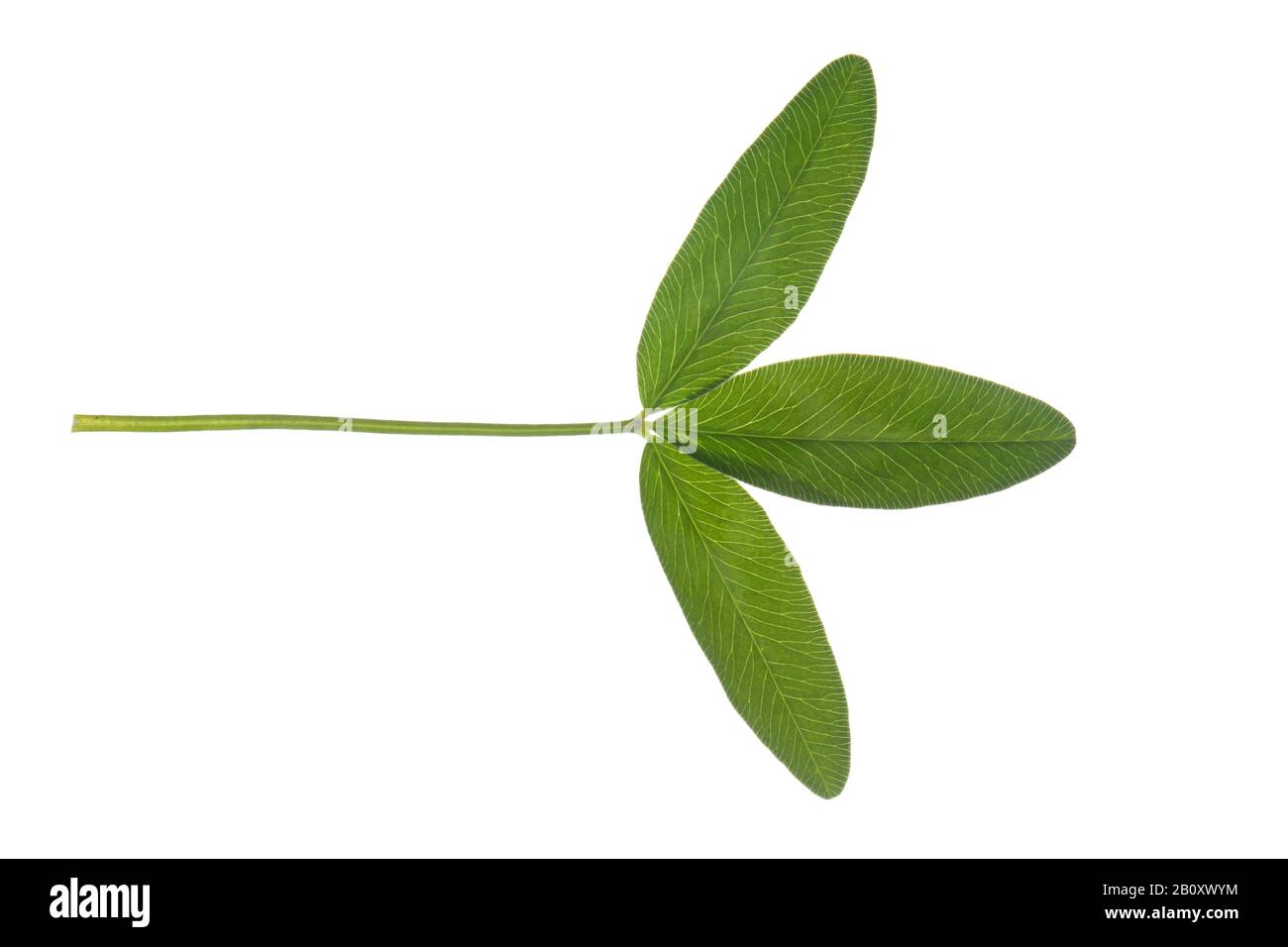 Trifoglio rosso (Trifolium pratense), foglia, sfinestratura, Germania Foto Stock