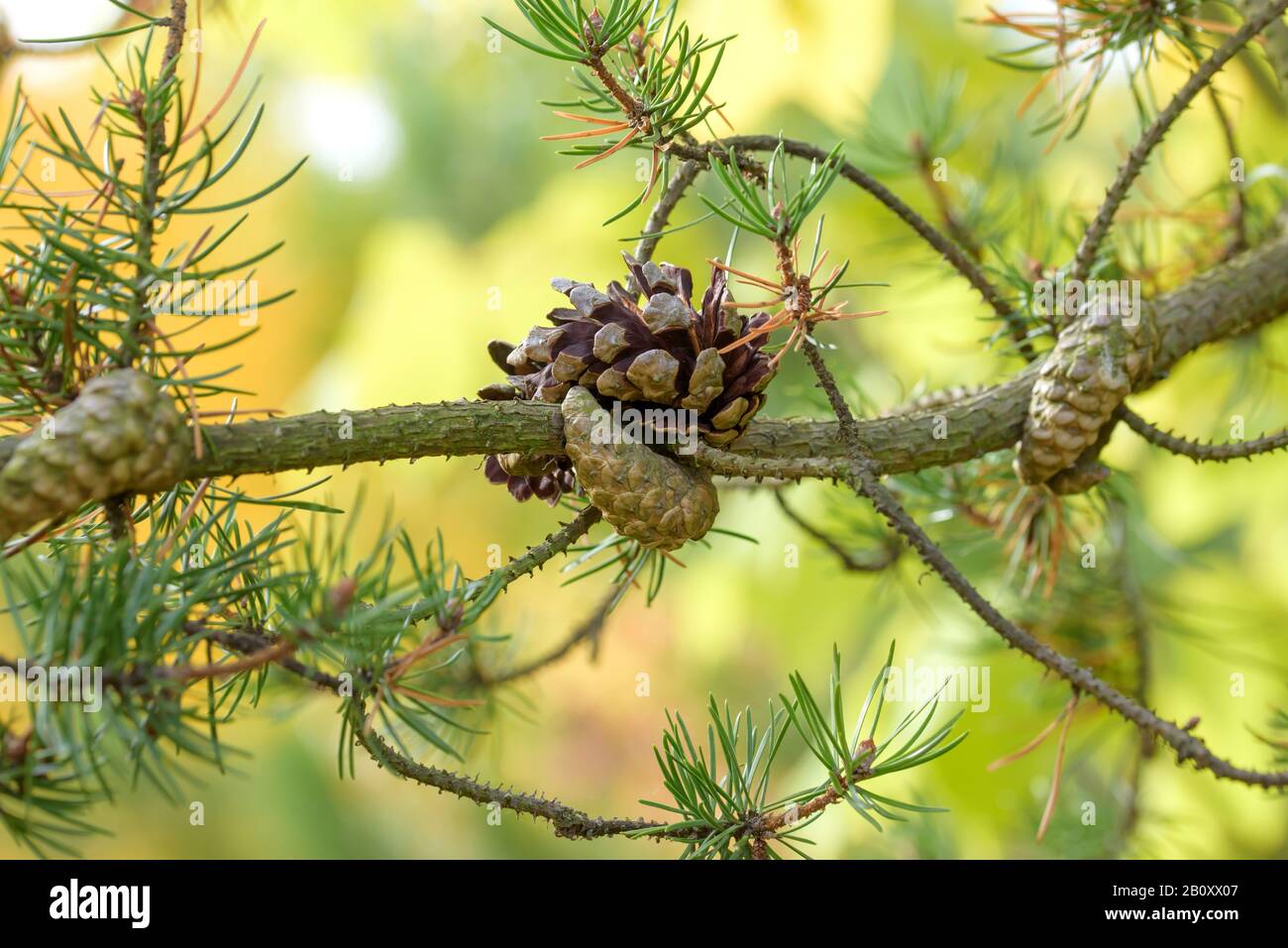 Pino grigio, pino jack (Pinus banksiana), ramo con pino, Germania, Sassonia Foto Stock