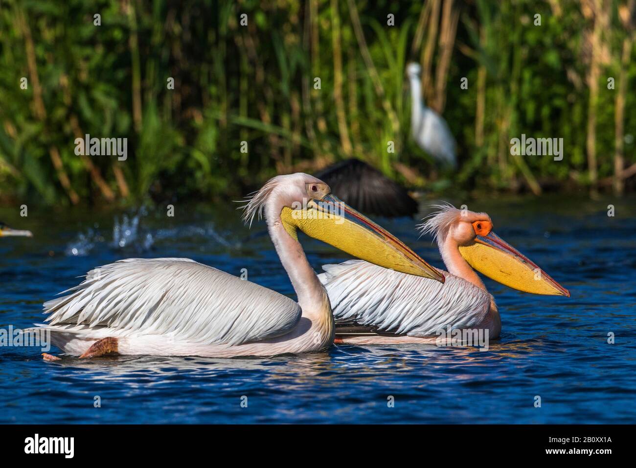 Pelican bianco orientale (Pelecanus onocromalus), nuoto, Romania, Delta del Danubio Foto Stock