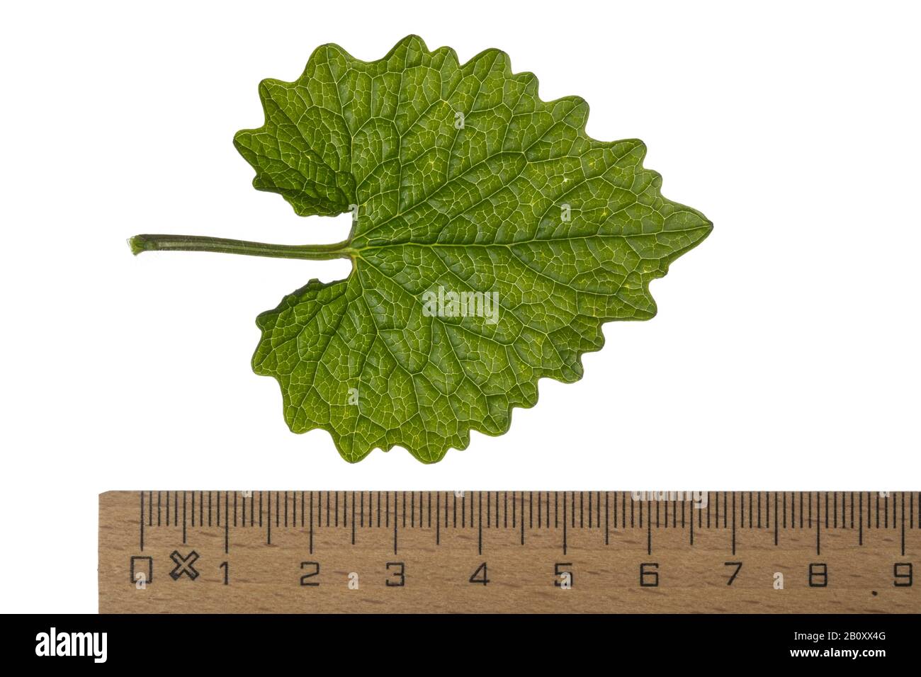 Senape all'aglio, aglio Hedge, Jack-by-the-Hedge (Alliaria peticolata), foglia, sfinestratura con righello, Germania Foto Stock