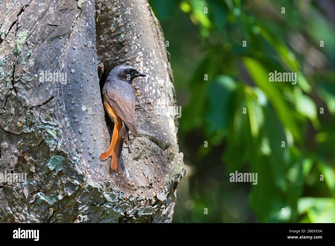 Rosso comune (phoenicurus phoenicurus), maschio perching all'ingresso del buco nesting, Germania Foto Stock