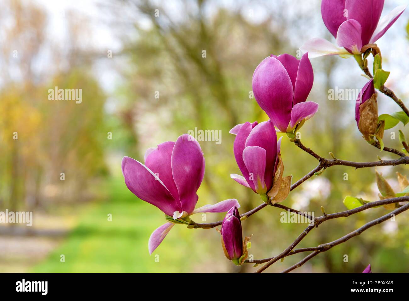 Piattino magnolia (Magnolia x Soulangiana 'Lennei', Magnolia x Soulangiana Lennei, Magnolia Soulangiana, Magnolia x Soulangeana, Magnolia Soulangeana), cultivar Lennei Foto Stock