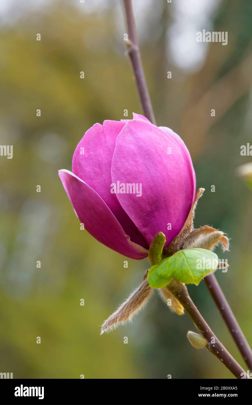 Piattino magnolia (Magnolia 'Black Tulip', Magnolia Black Tulip), cultivar Black Tulip Foto Stock