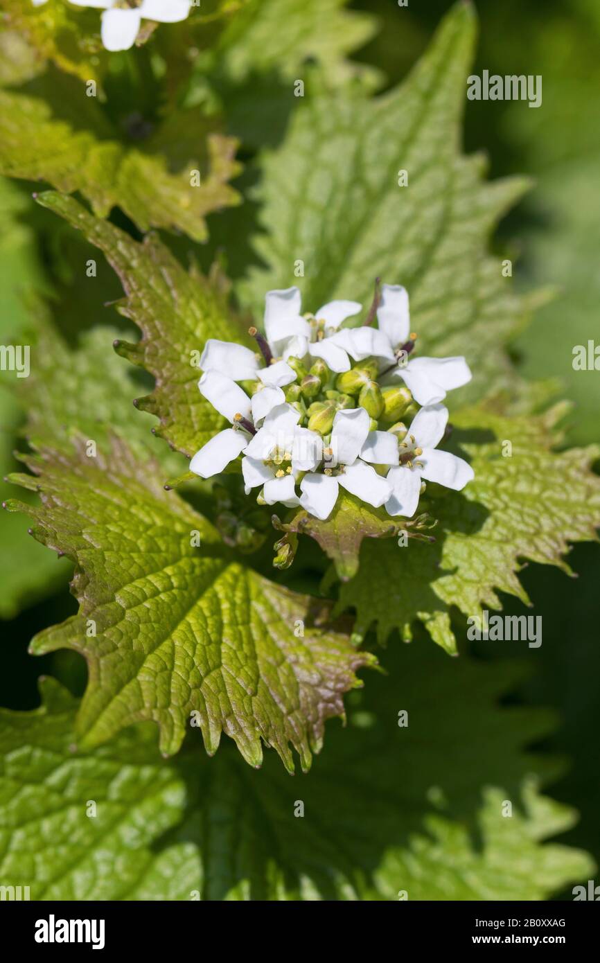 Aglio senape, Hedge aglio, Jack-per-il-Hedge (Alliaria petiolata), fioritura, Germania Foto Stock