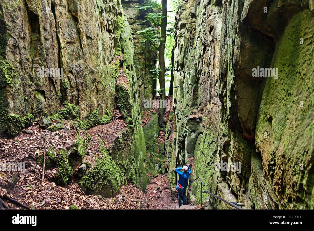 Escursioni nella Gola del Diavolo nel Parco Naturale dell'Eifel Sud, Germania, Renania-Palatinato, Eifel, Irrel Foto Stock