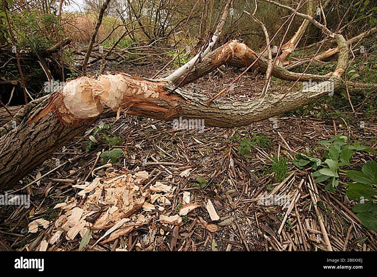 Castoro eurasiatico, castoro europeo (fibra di Castor), piste di Beaver, Polonia, Parco Nazionale di Bialowieza Foto Stock
