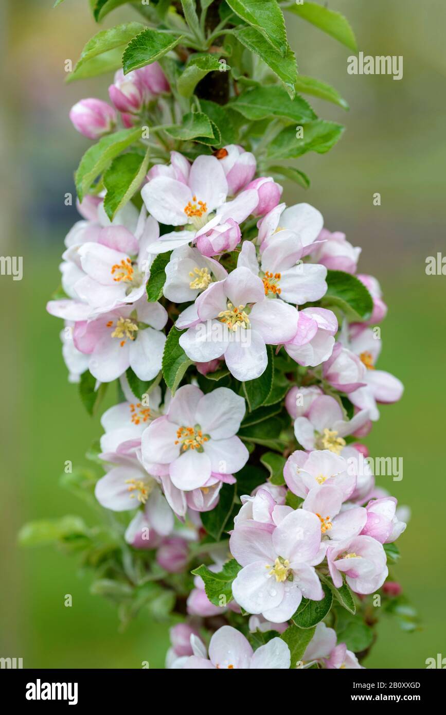 Albero di mele (Malus domestica), albero di mele della colonna in fiore Foto Stock